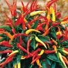 Medusa Ornamental Pepper Seeds -Botanical Bliss 03974 PK 100