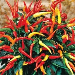 Medusa Ornamental Pepper Seeds