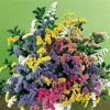 Soiree Mix Statice Flower Seeds 1 Soiree Mix Statice Flower Seeds -Botanical Bliss 03990