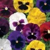 Colossus™ Mix Hybrid Pansy Seeds 1 Colossus™ Mix Hybrid Pansy Seeds -Botanical Bliss 03996 PK 250