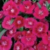 Ideal™ Violet Dianthus Seeds 1 Ideal™ Violet Dianthus Seeds -Botanical Bliss 04070 PK 250