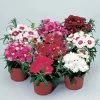 Diana Full Mix Dianthus Seeds -Botanical Bliss 04087 PK 250