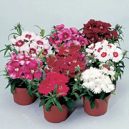 Diana Full Mix Dianthus Seeds 3 Diana Full Mix Dianthus Seeds