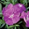 Diana Blueberry Dianthus Seeds -Botanical Bliss 04100 PK 250
