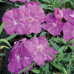 Diana Blueberry Dianthus Seeds -Botanical Bliss 04100 PK 250 1