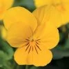 Sorbet® XP Yellow Viola Seeds -Botanical Bliss 04308 PK 250