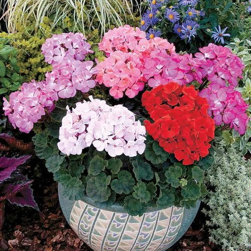 Nano™ Pink Geranium Seeds 4 Nano™ Pink Geranium Seeds - Image 2