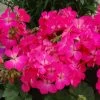 Nano™ Pink Geranium Seeds 1 Nano™ Pink Geranium Seeds -Botanical Bliss 04513 pk p1