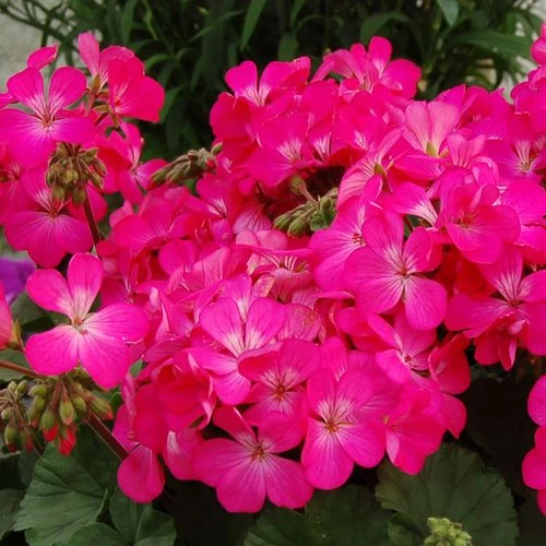 Nano™ Pink Geranium Seeds 3 Nano™ Pink Geranium Seeds