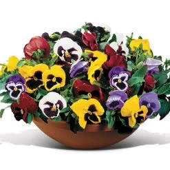 Matrix® Full Mix Hybrid Pansy Seeds