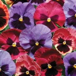 Matrix® Coastal Sunrise Mix Pansy Seeds