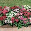 Graffiti® Mix Pentas Seeds 1 Graffiti® Mix Pentas Seeds -Botanical Bliss 04670 PK 100