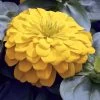 Magellan™ Yellow Zinnia Seeds 1 Magellan™ Yellow Zinnia Seeds -Botanical Bliss 04702 pk 100