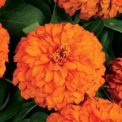 Magellan™ Orange Zinnia Seeds -Botanical Bliss 04703 PK 100 2