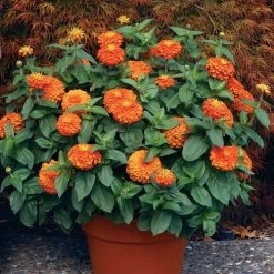 Magellan™ Orange Zinnia Seeds