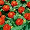Magellan™ Scarlet Zinnia Seeds -Botanical Bliss 04704