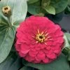 Magellan™ Cherry Zinnia Seeds -Botanical Bliss 04705 pk 100