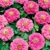 Magellan™ Pink Zinnia Seeds -Botanical Bliss 04706
