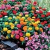 Magellan™ Mix Zinnia Seeds