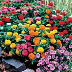 Magellan™ Mix Zinnia Seeds