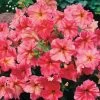 Dolcissima Fragolino Petunia Seeds -Botanical Bliss 04729 PK 500