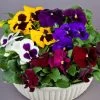 Majestic Giants II Mix Pansy Seeds -Botanical Bliss 04759 PK 250