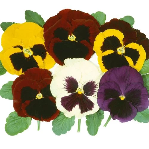 Majestic Giants II Mix Pansy Seeds 4 Majestic Giants II Mix Pansy Seeds - Image 2