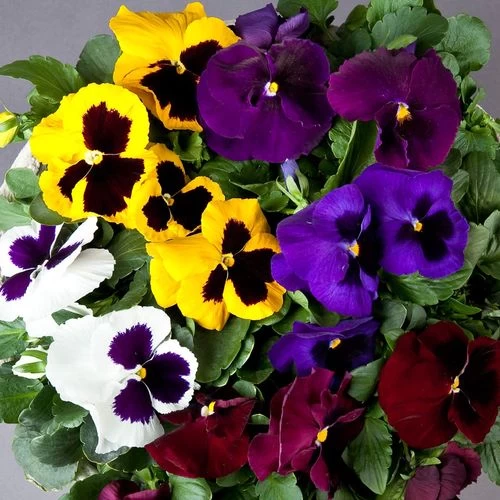 Majestic Giants II Mix Pansy Seeds 5 Majestic Giants II Mix Pansy Seeds - Image 3