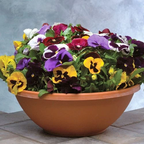 Majestic Giants II Mix Pansy Seeds 6 Majestic Giants II Mix Pansy Seeds - Image 4