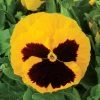 Majestic Giants II Yellow W/Blotch Hybrid Pansy Seeds 1 Majestic Giants II Yellow W/Blotch Hybrid Pansy Seeds -Botanical Bliss 04829 PK 250