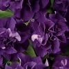 Double Cascade Blue Double Petunia Seeds -Botanical Bliss 04852 PK 500