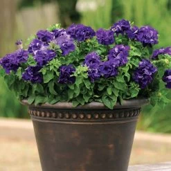 Double Cascade Blue Double Petunia Seeds -Botanical Bliss 04852 PK 500 1