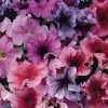 Daddy® Mix Petunia Seeds -Botanical Bliss 04883