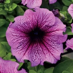 Daddy® Sugar Petunia Seeds
