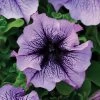 Daddy® Blue Petunia Seeds