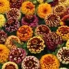 'Aztec Sunset Improved' Mix Zinnia Seeds