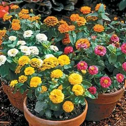 Zinnita Formula Mix Zinnia Seeds