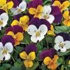Penny™ Jump-Up Mix Viola Seeds 2 Penny™ Jump-Up Mix Viola Seeds -Botanical Bliss 04980 pk 250