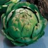 Imperial Star Artichoke Seeds 2 Imperial Star Artichoke Seeds -Botanical Bliss 05006