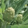 Imperial Star Artichoke Seeds (P) Pkt Of 20 Seeds 2 Imperial Star Artichoke Seeds (P) Pkt Of 20 Seeds -Botanical Bliss 05006 pk p1