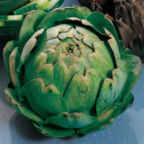 Imperial Star Artichoke Seeds 3 Imperial Star Artichoke Seeds
