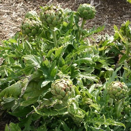 Imperial Star Artichoke Seeds 4 Imperial Star Artichoke Seeds - Image 2