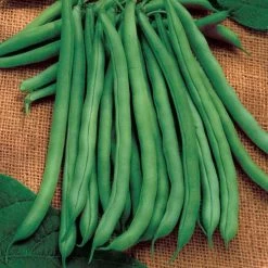 Blue Lake 274 Bush Bean Seeds (N) 1/2 lb