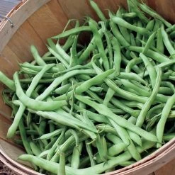 Kentucky Blue Pole Bean Seeds