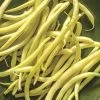 Rocdor Bush Bean Seeds -Botanical Bliss 05037