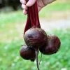 Detroit Dark Red Beet Seeds 2 Detroit Dark Red Beet Seeds -Botanical Bliss 05048