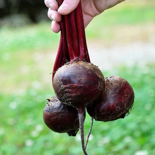 Detroit Dark Red Beet Seeds 3 Detroit Dark Red Beet Seeds