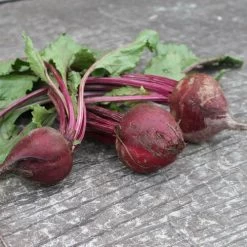 Detroit Dark Red Beet Seeds 9 Detroit Dark Red Beet Seeds -Botanical Bliss 05048 2