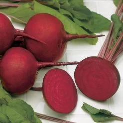 Detroit Dark Red Beet Seeds 10 Detroit Dark Red Beet Seeds -Botanical Bliss 05048 3