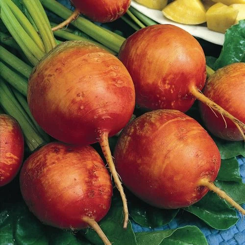 Detroit Golden Heirloom Beet Seeds 3 Detroit Golden Heirloom Beet Seeds
